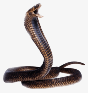 Cobra Snake Head - Snake Png #1303280