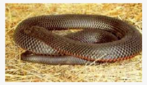 Red Bellied Black Snake - Common Kingsnake #1303538