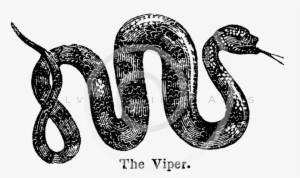 Vintage Snake Transparent #1303710