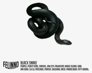 Black Snake Compilation - Common Kingsnake #1303997