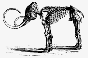 Woolly Mammoth Quaternary Extinction Event Mammoth - Fosiles Blanco Y Negro #1304249