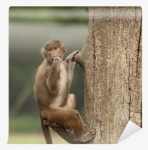 Rhesus Macaque #1304492