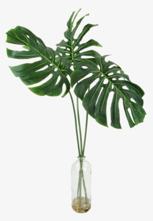 Philodendron Png #1305102