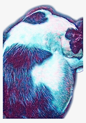 Largest Collection Of Free To Edit Gatos Tocando Instrumentos - Still Life #1305350