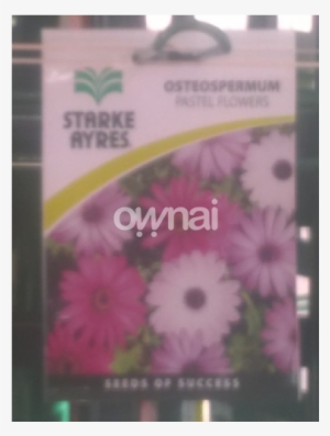 Osteospermum Pastel Flowers #1307618