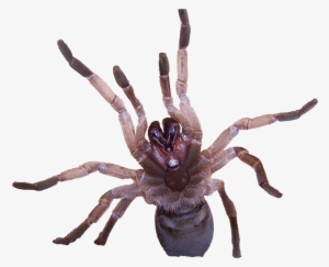 Australian Tarantula Venom Contains Novel Insecticide - Tarantulas Transparent #1307659