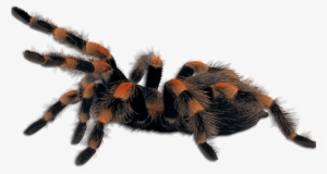 Ar Tarantulas - Spider Png #1307661