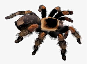 Free Stock Spider Clipart Free Collection Download - Clip Art Tarantula #1307684