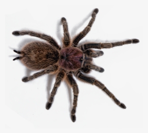 Scorpian Tarrantula - - Rose Hair Tarantula Transparent #1307686