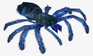 Cobalt Blue Tarantula - Tarantula #1307751