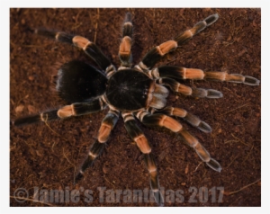 Megaphobema Mesomelas 1 1/4 - Costa Rica Giant Red Leg Tarantula #1307813