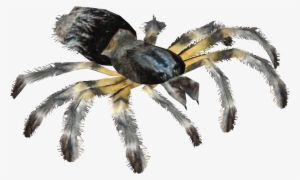 Chaco Golden Knee Tarantula - Insect #1307815