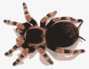 Spider Brachypelma Emilia Brachypelma Hamorii Smith's - Mexican Red Knee Tarantula #1307820