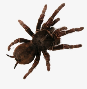Tarantula #1307851