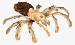 Arizona Blond Tarantula - Wiki #1307889
