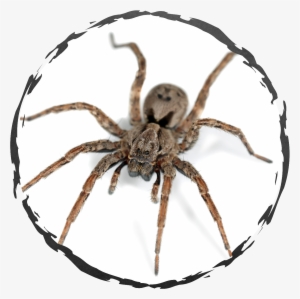 Spiders - Spider #1308010