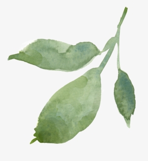 Hand Painted Leaves Transparent Decorative - Portable Network Graphics #1308038