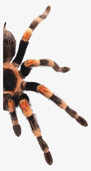 75 Teachers Hours, Extendable To 180 Hours Per Level - Tarantula #1308039