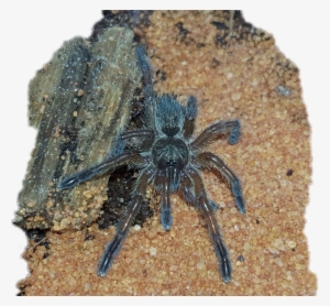 Tarantula #1308043