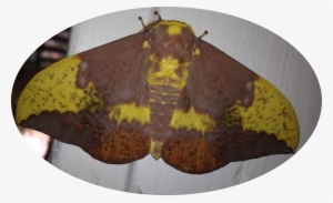 Photo Of A Male Imperial Moth - Imperial Moth #1308085