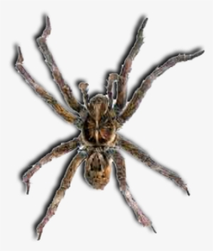 Lgebr Spider - Spider #1308106