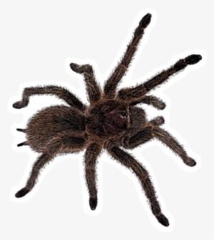 Freetoedit Insect Tarantula Spider Böcek Örümcek - Tarantula #1308132