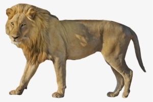 Lion Wildcat Standing - Mouton Soay #1310870