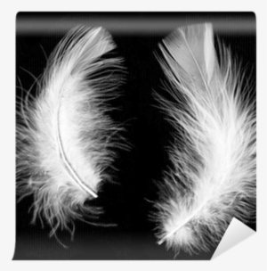 Feather #1311196