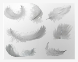 White Feathers #1311391