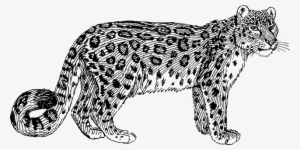 Leopard, Wildcat, Animal, Biology, Feline, Mammal - Snow Leopard Pictures Black And White #1311605