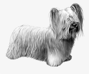 Skye Terrier - B&w - Skye Terrier #1312317