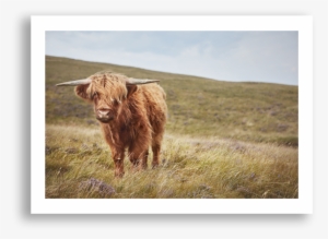 Highland Cow, Skye #1312382