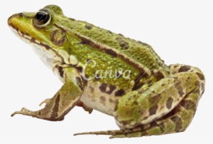 Common European Frog Or Edible Frog - Frogs Decided To Jump #1318487