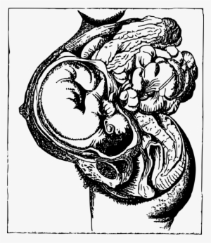 Jpg Free Stock Anatomical Drawing Black And White - Drawing #1318508