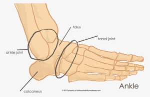 The Ankle Joint 1 - Heel Joints #1319019