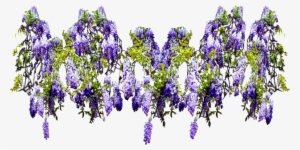 Wisteria Flower Png - Wisteria Psd #1320344