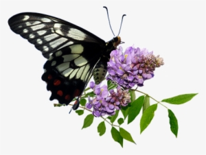 Butterfly, Wisteria, Insect, Nature, Spring - Butterfly Flower Png #1320460