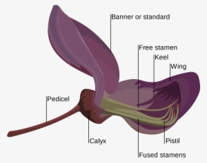 Open - Fabaceae Flower #1320513