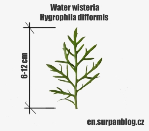 Hygrophila Difformis - Water Wisteria - Herbal - Hygrophila Difformis #1320644