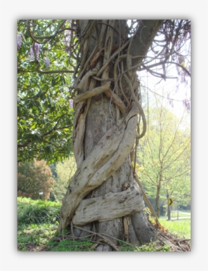 Tree With Vine Copy - Vines Wrapped Around Trees #1321097
