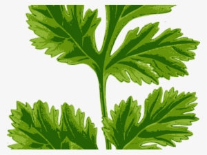 Herbs Clipart Cilantro - Europe Tees Coriander Leaf #1321305