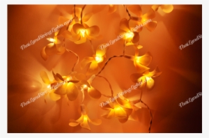 Still Life Photography #1324643