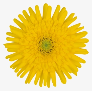 Pinocchio® - Flor Diente De Leon Png #1325398