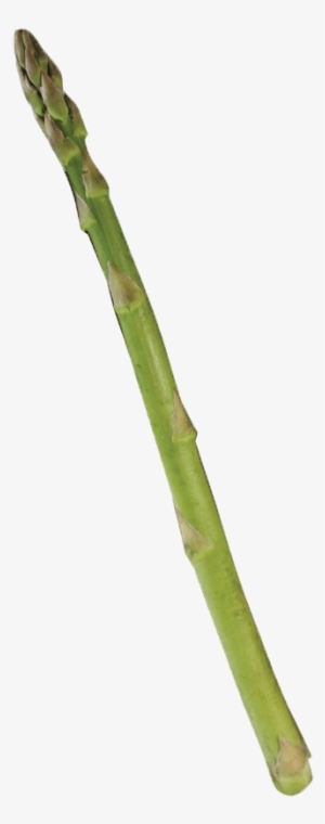 Single Asparagus - Portable Network Graphics #1325920