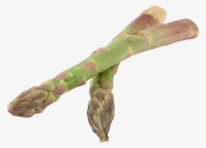 Asparagus Png Image1 - Garden Asparagus #1325941