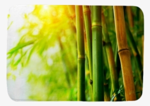 Bamboo #1326059
