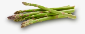Asparagus Transparent #1326060