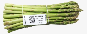 Verarbeitungssystem Spargel - Garden Asparagus #1326552
