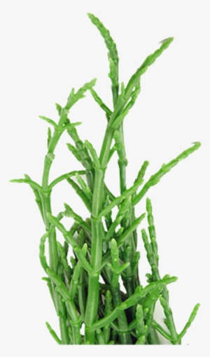 Sea Asparagus - Cartoon Plant Sea Png #1326600