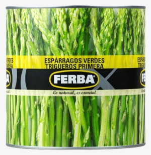 Asparagus - Garden Asparagus #1326888